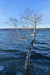 Obraz premium Russia, Chelyabinsk region. The birch trunk is tilted over the lake Uvildy in winter in clear weather