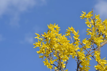 レンギョウの花