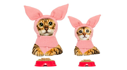 Obraz premium cat in pig costume, the symbol of the new year 2019