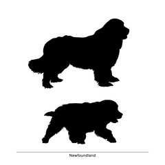 Newfoundland breed dog. Vector silhouette of the dog