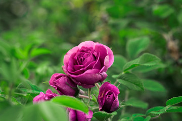 pink rose in garden
