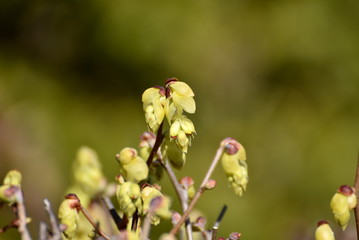 トサミズキの花