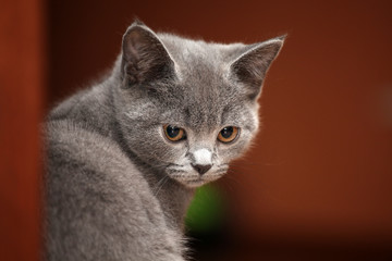 Scottish kitten home interior 