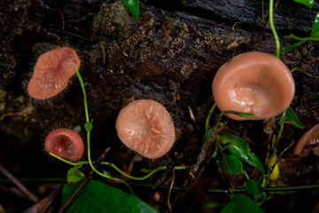 Pink Cookeina  mushroom 