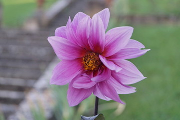 Fototapeta premium Pink Dahlia