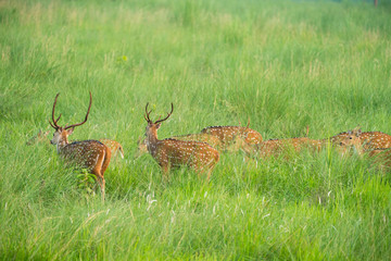 Sika or spotted deers herd in the elephant grass