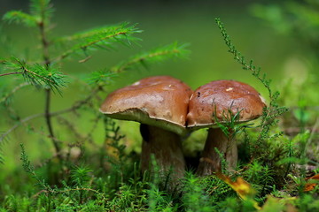Мushroom in forest