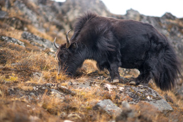 Yak or nak pasture on grass hills in Himalayas