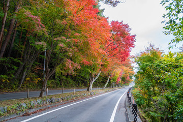 Country road with Beautiful autumn
