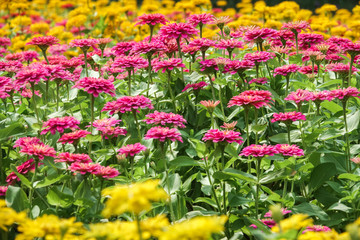 colorful flowers decorations in garden