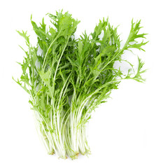 Mizuna lettuce isolated Japanese Mustard, vegetable salad for good health on white background