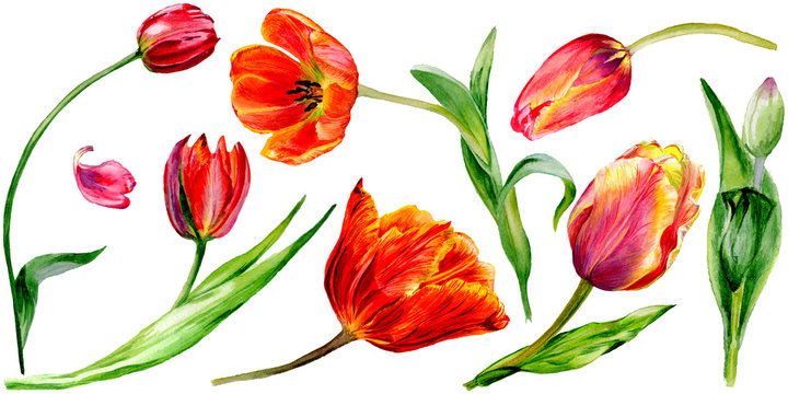 Amazing red tulip flower with green leaf. Isolated hand drawn botanical flower. Watercolor background illustration set.