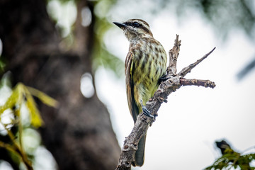 bird on a branch