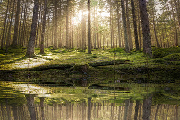 Fototapeta na wymiar Pond / lake in mossy green forest. Golden sunlight before sunset with sun rays pouring through the trees, create mystic, cozy atmosphere.