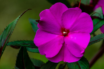 purple flower
