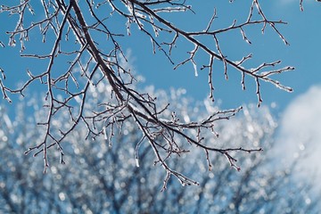 ice storm branch