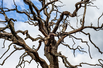 Die Baumkrake will den Himmel ergreifen