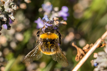 busy buzzer