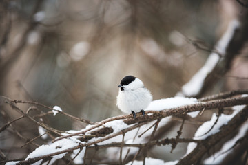 Image of cute marsh tit bird sitting on the branch in the winter forest