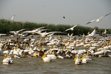 Pélican blanc,.Pelecanus onocrotalus, Great White Pelican, Sénégal