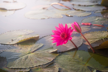 pink water lily lotus