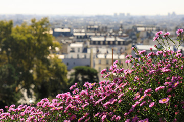 Pink flowers on the background of Paris cityscape
