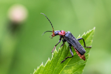 crazy bug