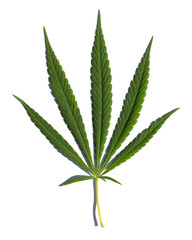 Cannabis leaf close up.
