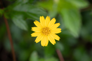 yellow flower head, natural background