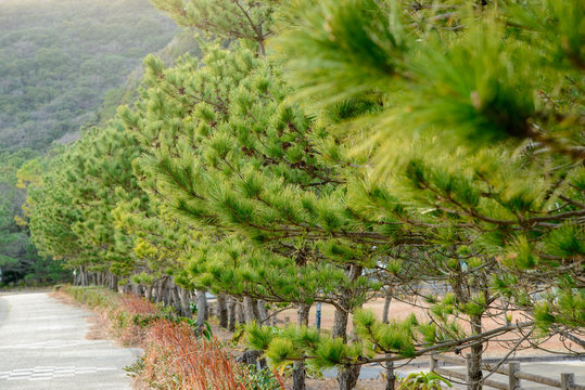 Rows of Japanese Black Pine (Pinus thumbergii) planted along Shimo Aso beach on a cloudy day. Nobeoka, Japan. Travel and nature.