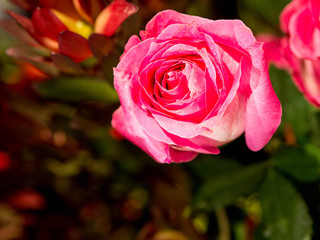 rose flowers decorations in love valentine day
