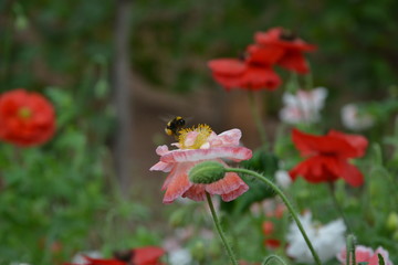 A bee alights on a poppy