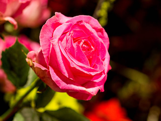 rose flowers decorations in love valentine day