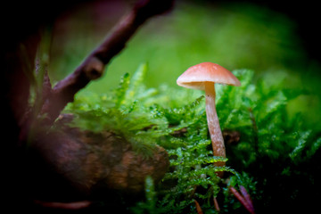 hidden in the forest