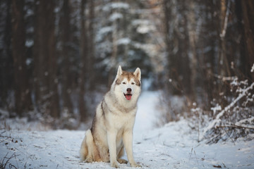 Portrait of gorgeous and free Siberian Husky dog sitting in the winter forest at sunset.