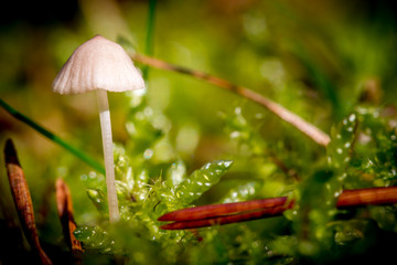 little mushroom