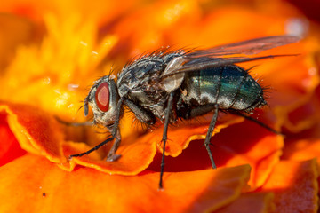 fly
