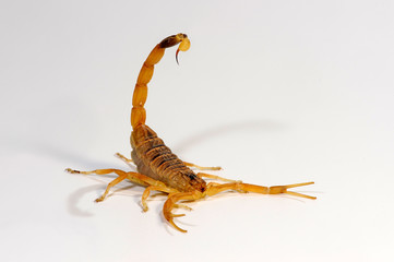 Gelber Mittelmeerskorpion (Leiurus quinquestriatus) - Deathstalker