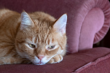 male ginger cat laying on furniture leaving cats where he lays.