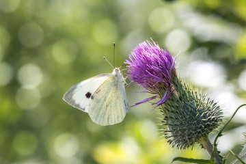 enjoying summer time © Christian