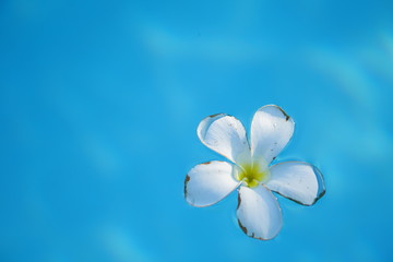 top angle view and close focus for white flower which float on the water, blue background