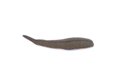 Leech isolated on white background
