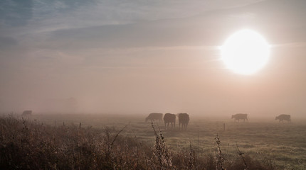 Mystischer Sonnenaufgang - Nebel im September - Natürlicher Hintergrund