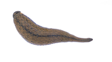 Leech isolated on white background.