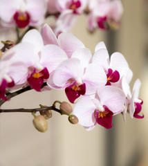 Obraz na płótnie Canvas Delicate Pink Orchids on Display