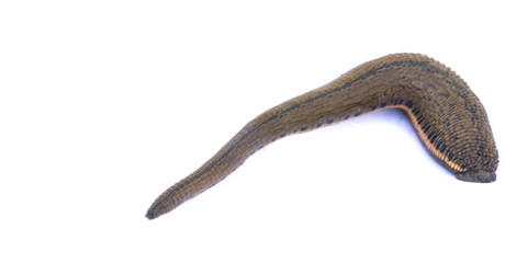 Leech isolated on white background.