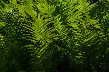 green fern leaves as background
