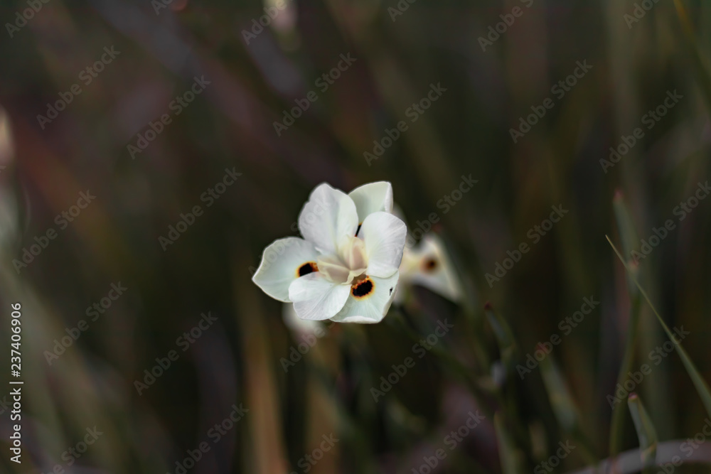 Wall mural white flower 2