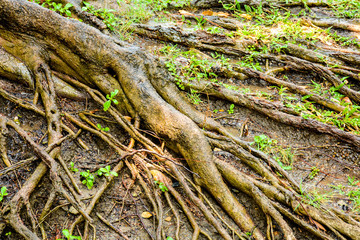 wet big root of banyan tree in the nature