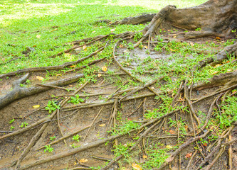 wet big root of banyan tree in the nature